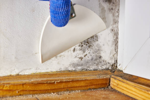 Best Air Quality Testing for Mold Spores  in Elwood, IL