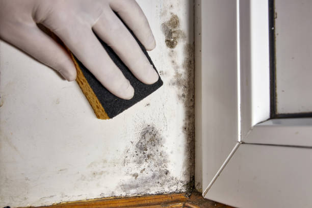 Forensic Mold Investigation in Elwood, IL