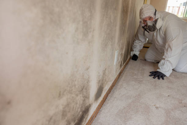 Best Industrial Mold Remediation  in Elwood, IL