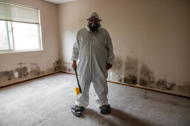 Best Mold Removal for HVAC Installations  in Elwood, IL